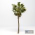 Washingtonia Robusta Palm 3D Model 3D model - Thumbnail 1