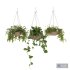 Hanging Plants - Thumbnail 1