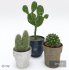 Cactus collection - Thumbnail 1
