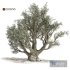 Olive tree - Thumbnail 1