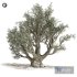 Olive tree - Thumbnail 1
