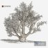 Olive tree - Thumbnail 2