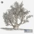 Olive tree - Thumbnail 2