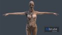 Female Zombie – Game Ready - Thumbnail 5