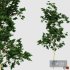 fourseasons_trees01 - Thumbnail 2