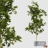 fourseasons_trees01 - Thumbnail 3