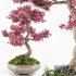 Sakura bonsai tree - Thumbnail 1