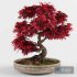 Bonsai japanese maple decorative tree - Thumbnail 1