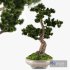 Bonsai Pinus Sylvestris Tree 02 - Thumbnail 1
