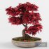 Bonsai japanese maple decorative tree - Thumbnail 2
