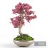 Sakura bonsai tree - Thumbnail 2