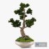 Bonsai Pinus Sylvestris Tree 02 - Thumbnail 2