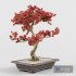Sakura Bonsai Tree 02 - Thumbnail 3