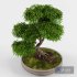 Bonsai Japanese Maple decorative tree 02 - Thumbnail 3