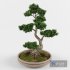 Bonsai decorative tree 01 - Thumbnail 3