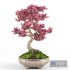 Sakura bonsai tree - Thumbnail 5