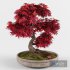 Bonsai japanese maple decorative tree - Thumbnail 3