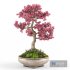 Sakura bonsai tree - Thumbnail 3