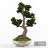 Bonsai Pinus Sylvestris Tree 02 - Thumbnail 3