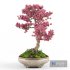 Sakura bonsai tree - Thumbnail 4