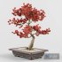Sakura Bonsai Tree 02 - Thumbnail 5