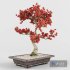 Sakura Bonsai Tree 02 - Thumbnail 6