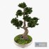 Bonsai Pinus Sylvestris Tree 02 - Thumbnail 5