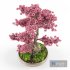 Sakura bonsai tree - Thumbnail 6