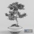 Sakura bonsai tree - Thumbnail 7
