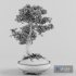 Sakura bonsai tree - Thumbnail 9