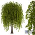 Weeping Willow Tree - Thumbnail 1