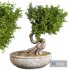 bonsai plant - Thumbnail 1