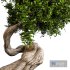 bonsai plant - Thumbnail 2