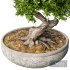 bonsai plant - Thumbnail 3