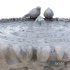 Bird Bath Fountain - Thumbnail 4