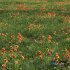 Meadow Lawn Grassland Set 011 - Thumbnail 1