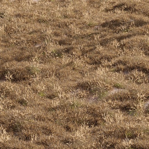 Meadow Lawn Grassland-dry and desert meadow-set 013