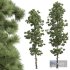 Pinus Palustris-2Tree - Thumbnail 1