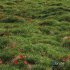 Meadow Lawn Grassland Set 009 - Thumbnail 1