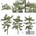 Pinus Echinata03 Trees - Thumbnail 1
