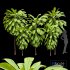 Broad Leaved Palm Lily Cordyline Petiolaris - Thumbnail 1