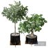 Ficus Sam Ficus Jim House Plant Flower - Thumbnail 1
