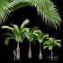 Bottle Palm Tree Hyophorbe lagenicaulis Tall - Thumbnail 1
