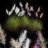 Cortaderia dioecious Selloana Grass - Thumbnail 1