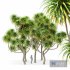 Cabbage Palm Tangihua Northland 5 Trees - Thumbnail 1