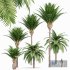 Canary Island Date Palm Phoenix Canariensis 6 Trees - Thumbnail 1