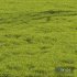 Meadow Lawn Grassland Set 014 - Thumbnail 1