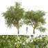Pear Pyrus Communis Green Fruit tree - Thumbnail 1