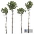 Pinus Engelmannii02 Trees - Thumbnail 1