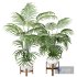 Kentia Marius House Plant - Thumbnail 1